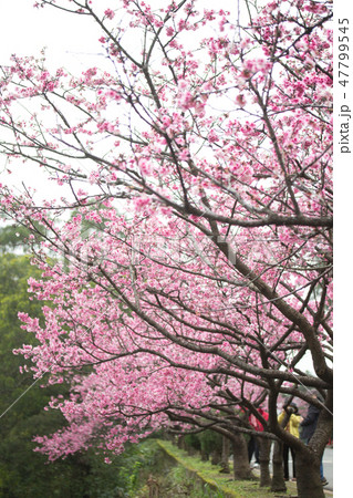 台湾 桜 さくら 47799545