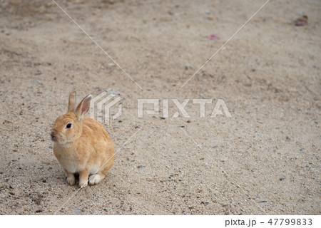 晴れた日にのんびりしている野生のうさぎ 大久野島 ウサギの島 冬時期 瀬戸内海 広島県 日本 アジアの写真素材