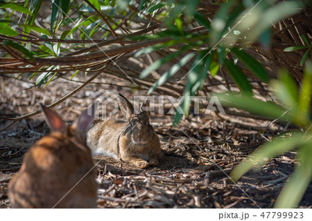晴れた日にのんびりしている野生のうさぎ　大久野島　ウサギの島　冬時期　瀬戸内海　広島県　日本　アジア 47799923