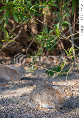 晴れた日にのんびりしている野生のうさぎ　大久野島　ウサギの島　冬時期　瀬戸内海　広島県　日本　アジア 47799932