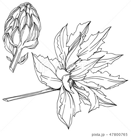 Vector Jungle botanical succulent flower. Black and white engraved ink art. Isolated succulents Vector Jungle botanical succulent flower. Black and white engraved ink art. Isolated succulents 47800765