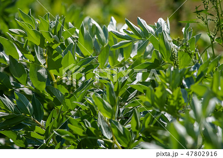 Broad bean plants as background. Broad bean plants as background. 47802916