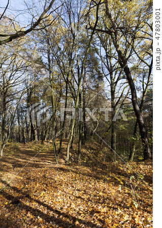 trees in the autumn season 47803001