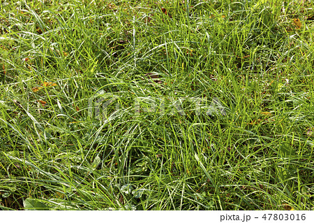 agricultural field with green grass 47803016