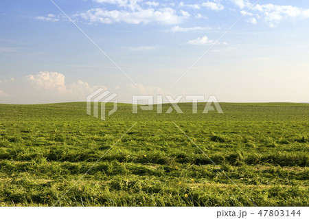 agricultural field with green grass agricultural field with green grass 47803144