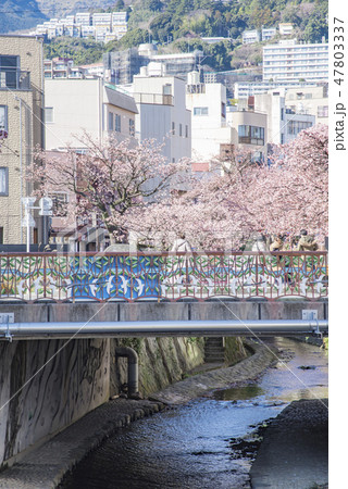 【熱海桜】 47803337