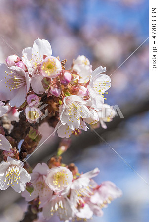 【熱海桜】 【熱海桜】 47803339