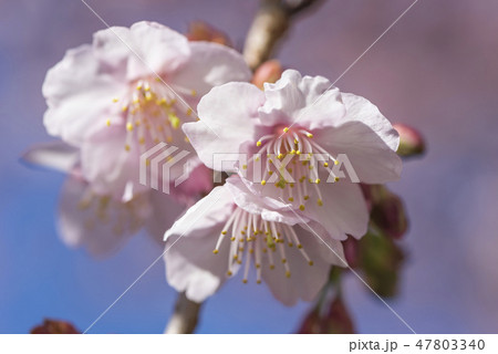 【熱海桜】 【熱海桜】 47803340