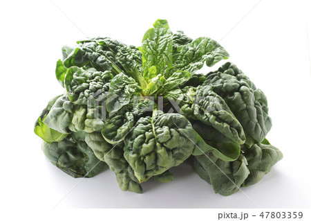 ちぢみほうれん草5 47803359