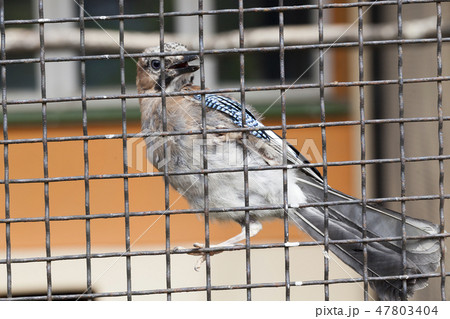 caged bird 47803404