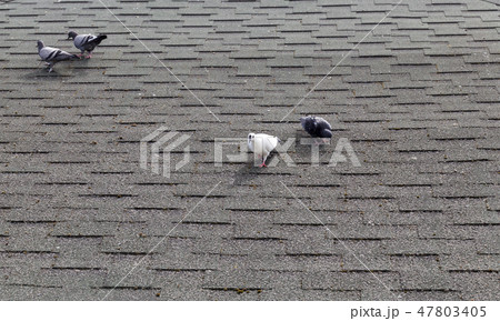 pigeons on roof 47803405