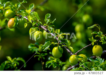 Green plums on green tree branch. 47803527