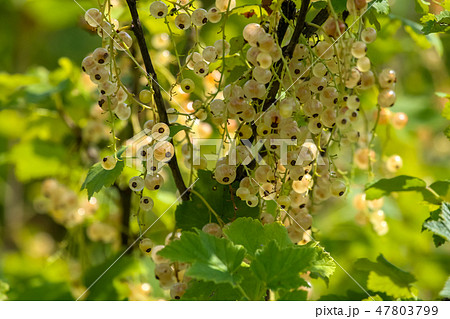 White currants on green bush. 47803799