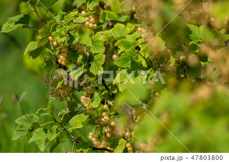 White currants on green bush. 47803800