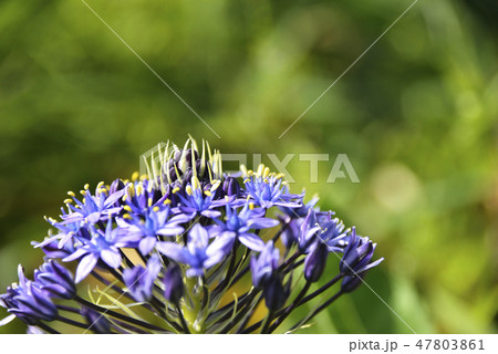 シラーベルビアナの花 シラーベルビアナの花 47803861