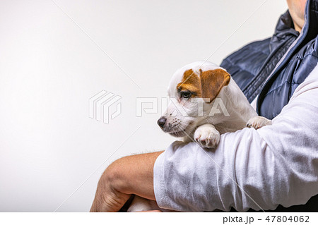 Horizontal portrait of handsome cheerful man holds jack russell terrirer, has glad expression 47804062