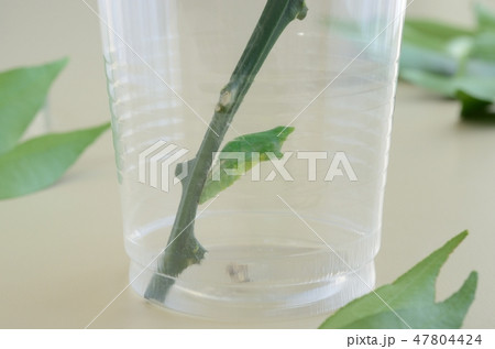 ナミアゲハの蛹 47804424