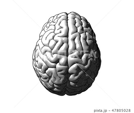 Black Brain Illustration Isolated On White Bgのイラスト素材