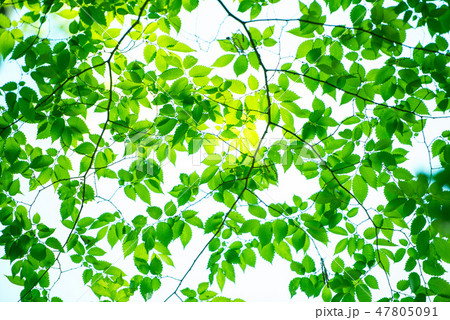 新緑 47805091