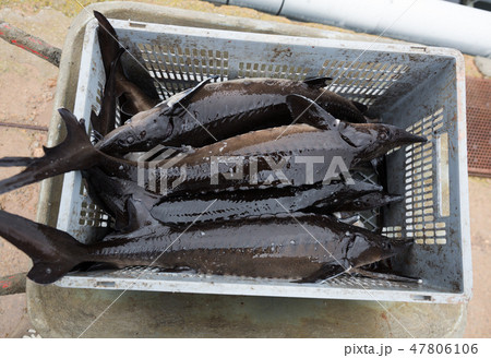 Plastic crate with sturgeon on fish farm Plastic crate with sturgeon on fish farm 47806106