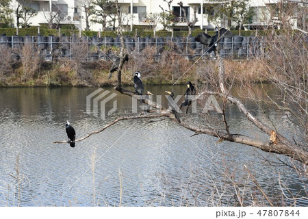 カワウ(川鵜) カワウ(川鵜) 47807844