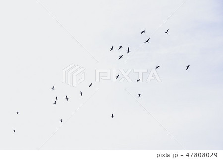 空を飛び交う鳥の群れ 空を飛び交う鳥の群れ 47808029