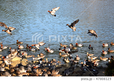 カモのいる池 47808123