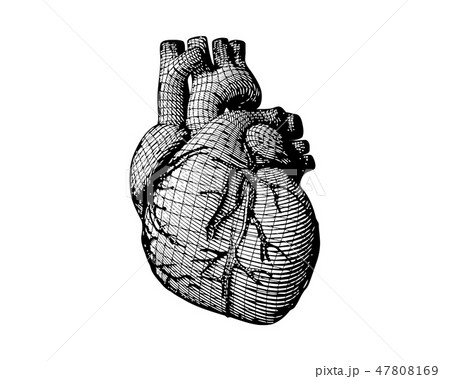 Engraving Human Heart With Wireframe On White Bgのイラスト素材