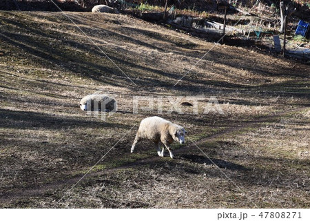 綿羊 47808271