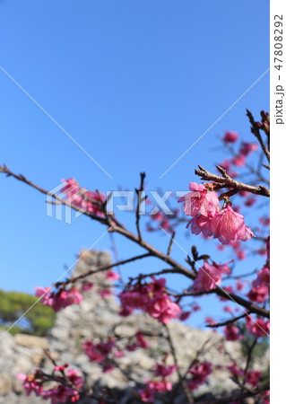 今帰仁城跡のカンヒザクラ 今帰仁城跡のカンヒザクラ 47808292