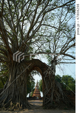 Photogenic temple in Ayutthaya, Wat Phra Ngarm Photogenic temple in Ayutthaya, Wat Phra Ngarm 47808298