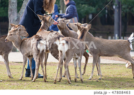 奈良公園 鹿せんべい 餌やり 冬 観光地の写真素材