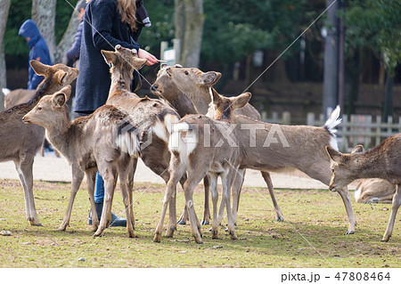 奈良公園 鹿せんべい 餌やり 冬 観光地 奈良公園 鹿せんべい 餌やり 冬 観光地 47808464