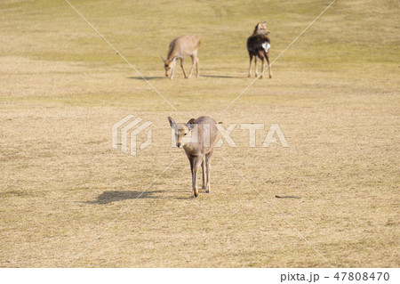 奈良公園 鹿 冬 動物 観光地 奈良公園 鹿 冬 動物 観光地 47808470