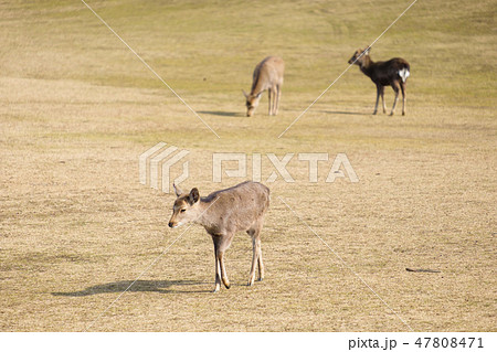 奈良公園 鹿 冬 動物 観光地 奈良公園 鹿 冬 動物 観光地 47808471