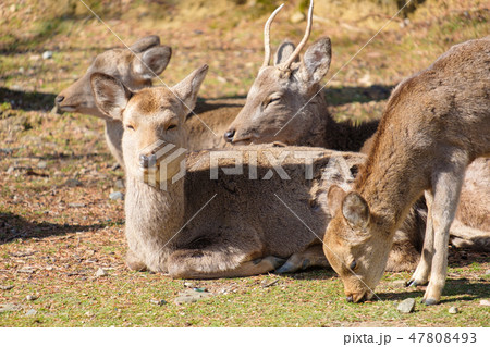 奈良公園 鹿 冬 動物 観光地の写真素材