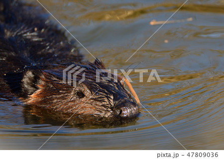 Beaver　ビ－バ－　BurnabyLake 47809036
