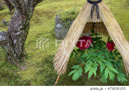 寒牡丹　 47809105