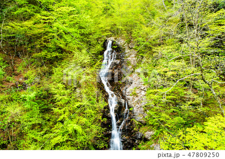 東京 檜原都民の森 三頭大滝 東京 檜原都民の森 三頭大滝 47809250