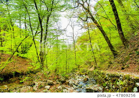 東京 檜原都民の森 東京 檜原都民の森 47809256