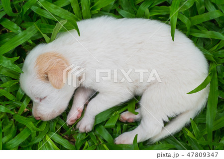 Sweet dreams cute puppy 47809347