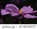 花　アップ 47809437