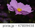 花　アップ 47809438