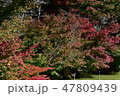 紅葉 47809439