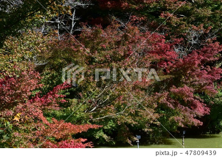 紅葉 紅葉 47809439