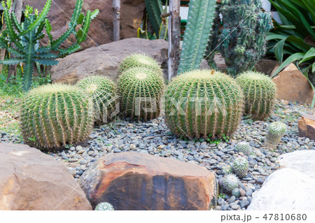 Green Cactus for decoration garden and home 47810680