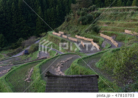 徳島勝浦郡上勝町棚田のハデ干し 47810703