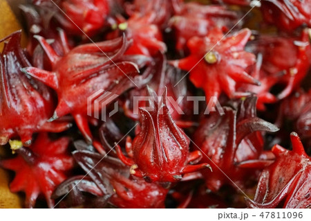 Rozelle sabdariffa, Hibiscus(ハイビスカス、ローゼル) 47811096