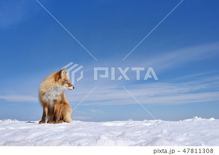 青い空と白い雪とキタキツネ 北海道 の写真素材