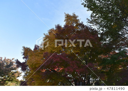 日本庭園　花田苑　　越谷市 47811490